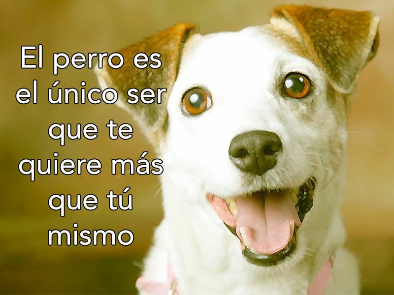 Tierradanimales's tweet image. #TipsTDA  #SeDueñoResponsable, los perros NO son juguetes.No regales animales. Una mascota es un compromiso de vida
