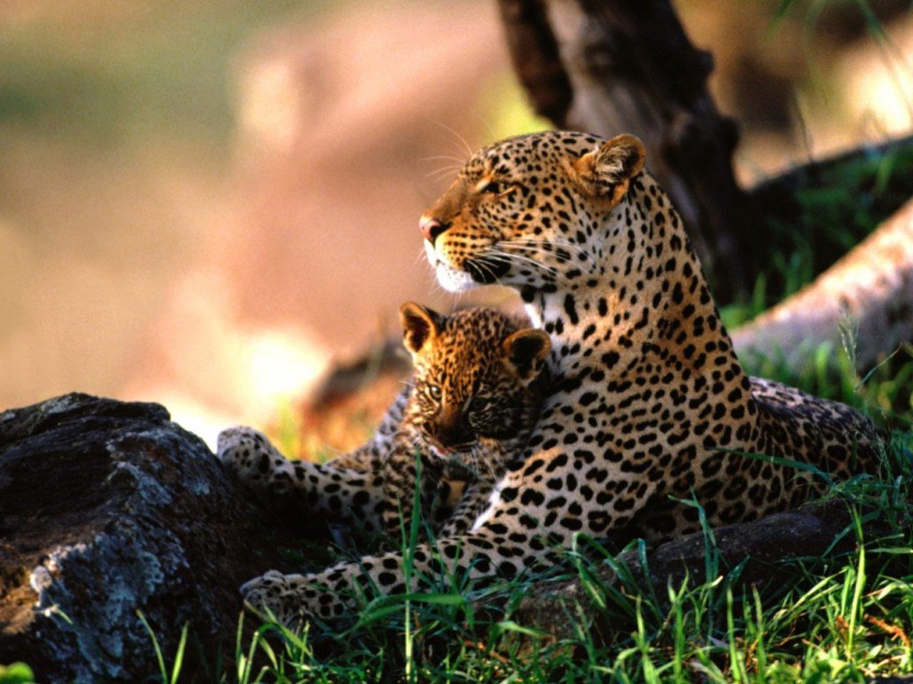 Leopardo | Fotos, Características y Diferencias con el Guepardo animalesmascotas.com/leopardo/