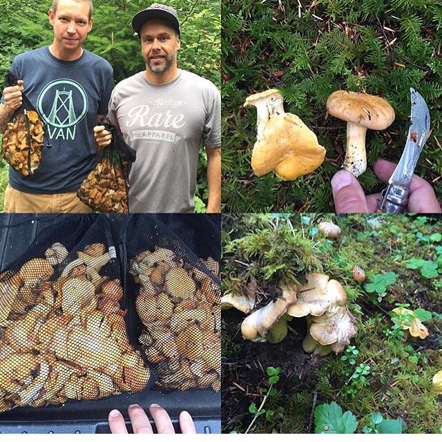 ModelMilkBistro's tweet image. Chef @justin_leboe out foraging in the forests of Oregon. #foraging #mushroomhunting #modelmilk