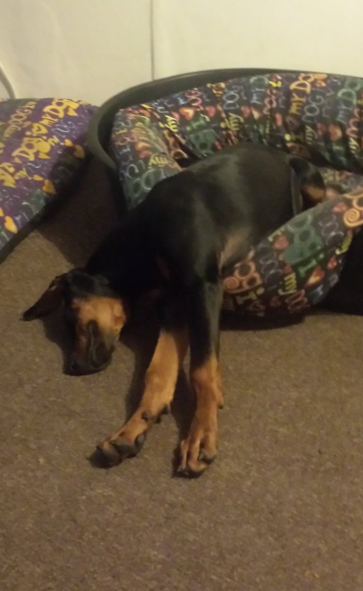 trafford19883's tweet photo. My dogs are weird but they seem to comfortable and happy that is all that matters to me @adventuresolly 😍💕💕 https://t.co/QumZSXOqHu