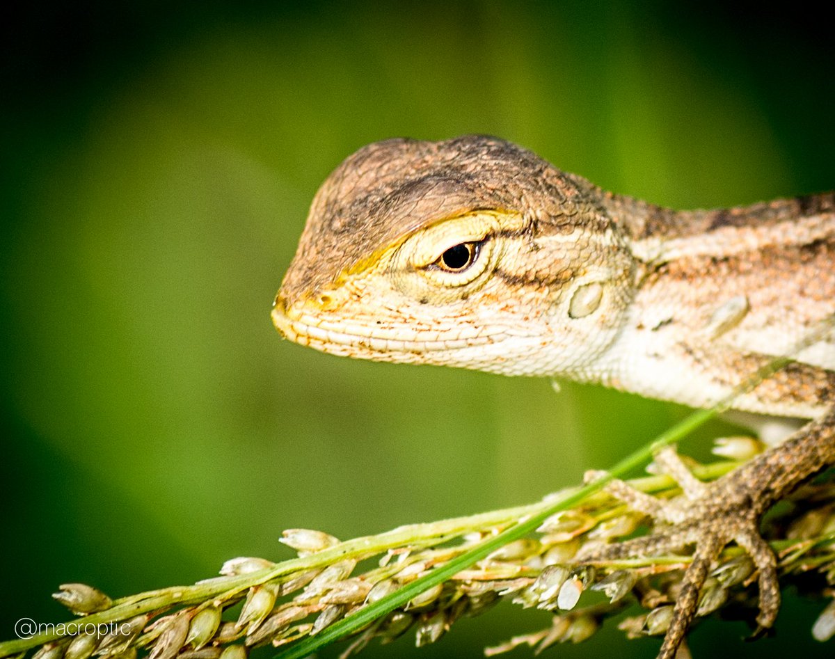 macroptic's tweet photo. Kadal.......(ISO100, 90mm, f/8, 1/125s) #macro @kfi2011 #reptiles #makro #wildlife https://t.co/mbkp1aMPkV
