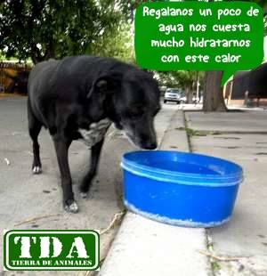 Tierradanimales's tweet image. #TipsTDA  #SeDueñoResponsable, los perros deben estar protegidos del Clima. Ponle agua fresca