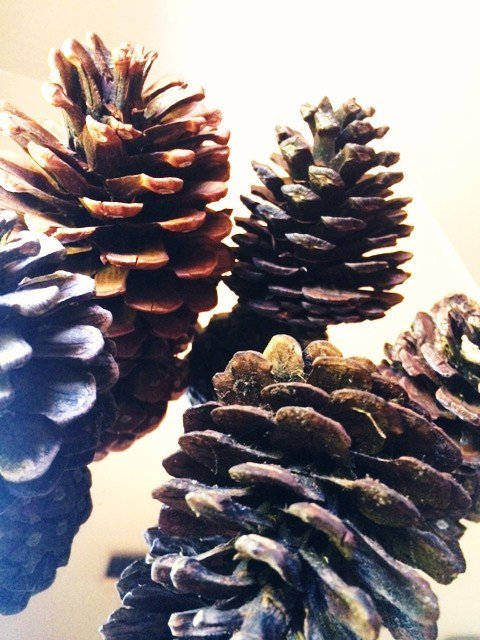 LadyinHawk's tweet image. Conifer Pine Cones, Collection of 18 - Treasures of Jemez New Mexica… etsy.me/1QXYWmR #vintage #DiyCreations