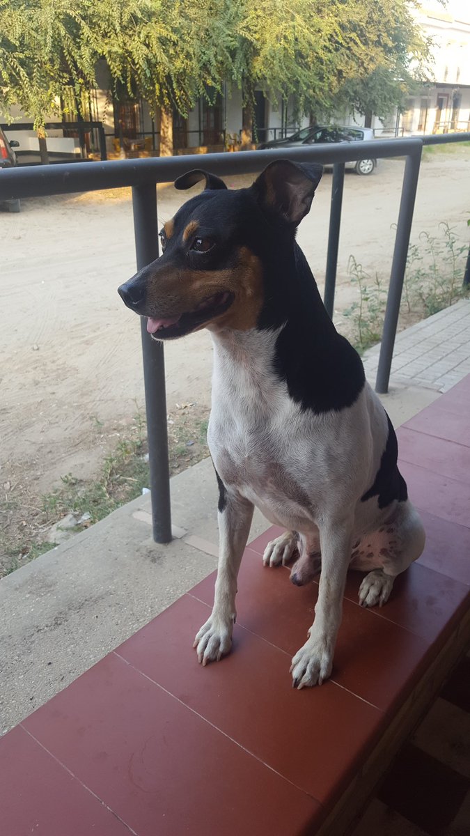 ATENCIÓN | Hemos encontrado en #ElRocio a este perro. No lleva collar. 

RT por favor.