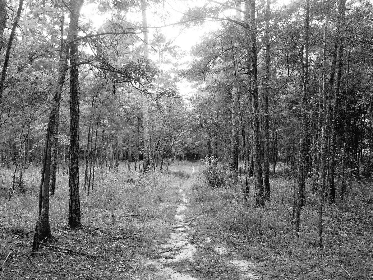 Israel_Garcia's tweet photo. Day 5: #Tallahassee / #Ochlockonee Wildlife / #Miccoosukee trail. #Florida. #USA. - #LiveThePossibility. https://t.co/kmawesd22k