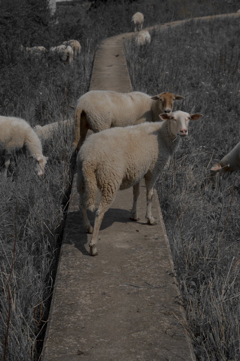 BruteSprookjes's tweet photo. Why follow the herd? #sheepphotography #sheepprint #sheepart #fineartphotography #sheepphoto https://t.co/ZpYQt1YMWm