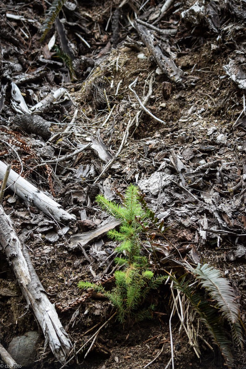 photocbphoto's tweet photo. comin up on the #roughsideofthemountain (seedling in slash heap) https://t.co/EBN6zdemtH