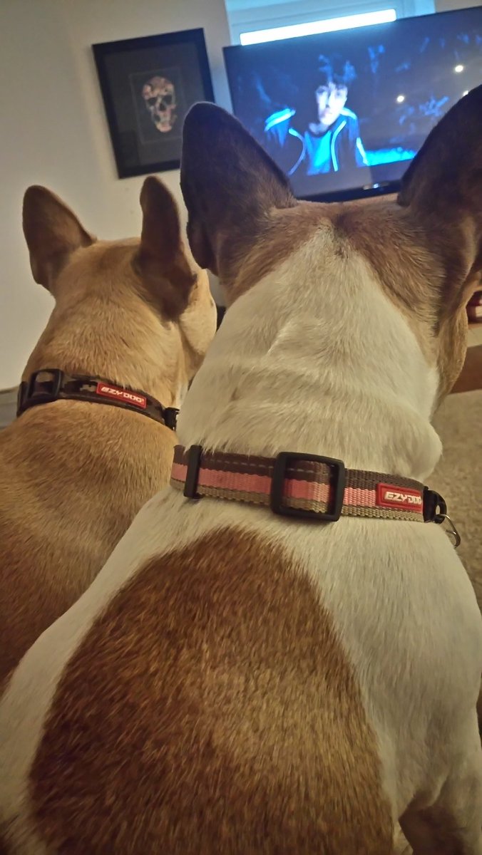 Runkle_Bella's tweet photo. Enjoying #harrypotter from the beginning!  Currently on #HarryPotterAndThePrisonerOfAzkaban 👍 #Frenchie #movienight https://t.co/QEQmu8SDOz