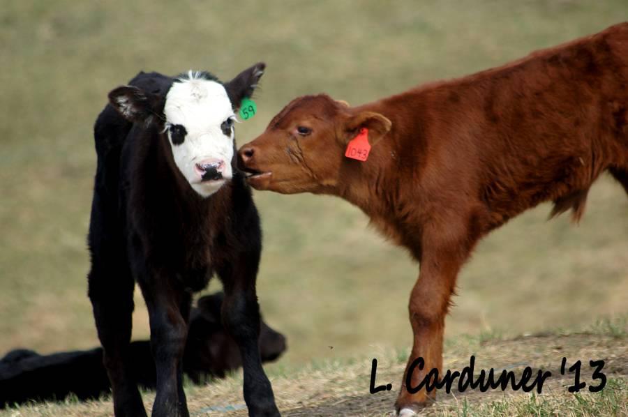 farmsofcanada tweet picture