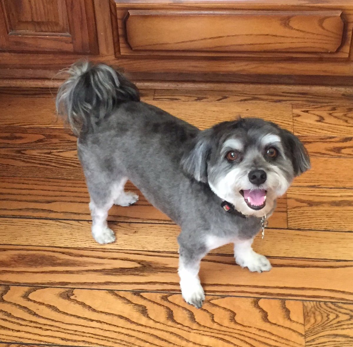 DogsOfShield1's tweet photo. Had 2 get butcher🔪cut again @WoolywillyScott after #FieldTraining. #BarkedUpTheWrong🌲 #DamnGroomers 🐶🐾✂️ #AgentJames https://t.co/5L9BSOPkuF