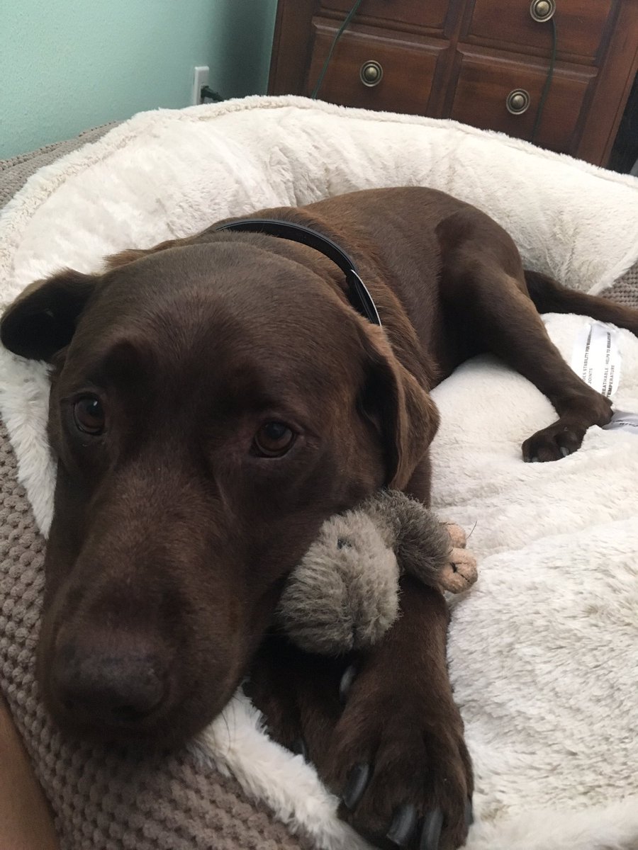 jupitershay's tweet photo. @DogsOfShield1 our very own #AgentMo wants to join the team! he'd be a big help in the LAB 😂 #AgentsofSHIELD https://t.co/t1jYtLTM40