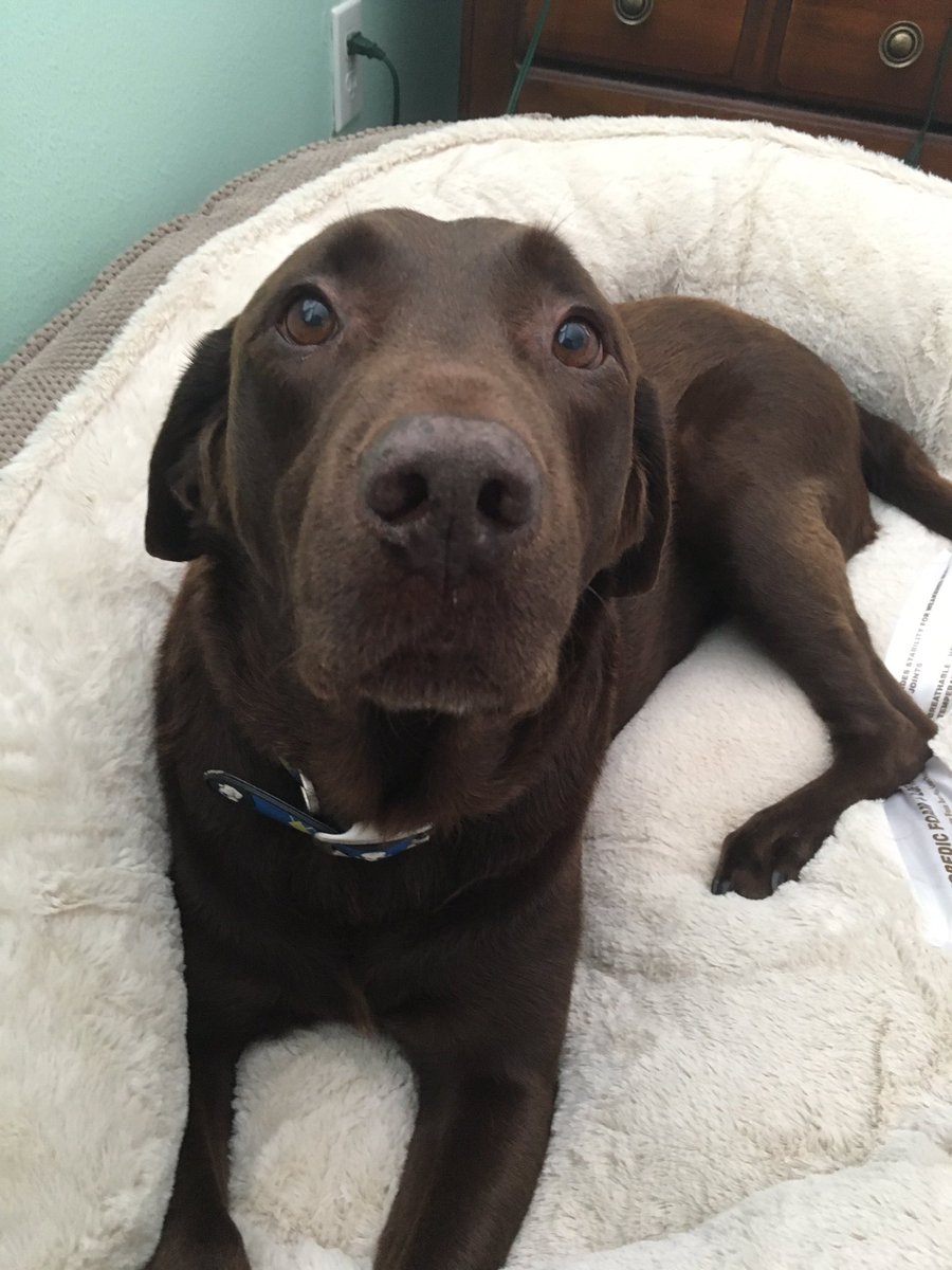 jupitershay's tweet photo. @DogsOfShield1 our very own #AgentMo wants to join the team! he'd be a big help in the LAB 😂 #AgentsofSHIELD https://t.co/t1jYtLTM40