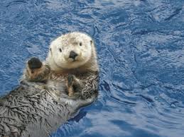 viewfrommyoffic's tweet photo. #MySolutionForWorldPeace a daily moment of zen with an Otter https://t.co/CQO3jJ8Y6B