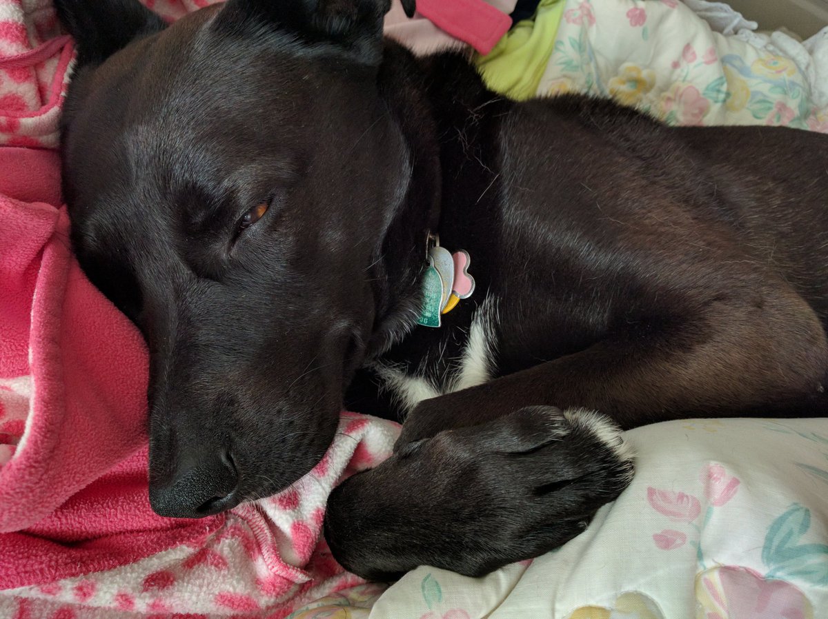 WakeTheUnicorns's tweet photo. My cuddlebuddy.. Not sposta be in my bed but how could I say no to this face!? ๐ฌ๐
#furparentproblems https://t.co/EC5giLaMEu