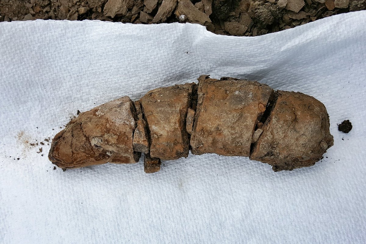 DunkCHOMPS's tweet photo. Fresh out of the out field: a #coprolite of respectable size! This specimen contains fish bone. #SADP2016 #fossilpoo https://t.co/77JSjFXoP9