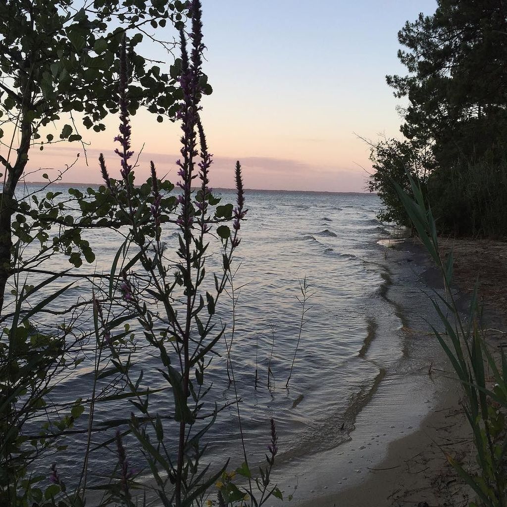 TVBA_fr's tweet photo. #photoftheday Au coeur d'une crique du lac de Cazaux #bassindarcachon #lateste #latestedeb… https://t.co/l2pMEIn537 https://t.co/DGFfyhDgLg
