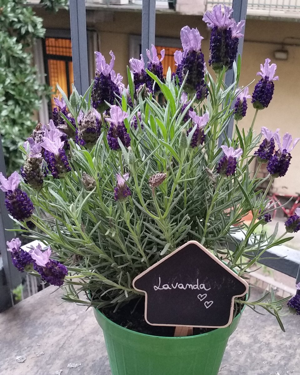 Il giardino di una persona rivela più cose sul suo proprietario di quanto lui stesso dica di sé #ericabauermeister