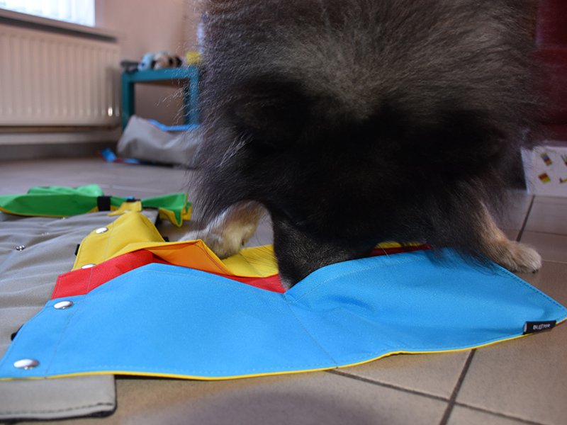 Eiji_Keeshond's tweet photo. There's a lot in my sporting bag. And I'm going to be #tired #mindgames #activitytoy #busteractivitymat https://t.co/Nzm5zWKxH0