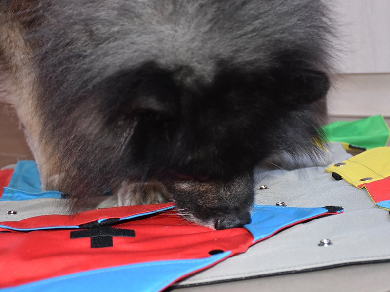 Eiji_Keeshond's tweet photo. There's a lot in my sporting bag. And I'm going to be #tired #mindgames #activitytoy #busteractivitymat https://t.co/Nzm5zWKxH0