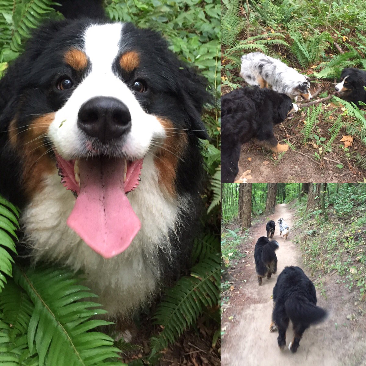 CascadeK9's tweet image. Tuesday Pack Adventure! Off leash fun!
We service the Wilsonville - Tualatin area!
#packlife #packwalk #balanceddogs