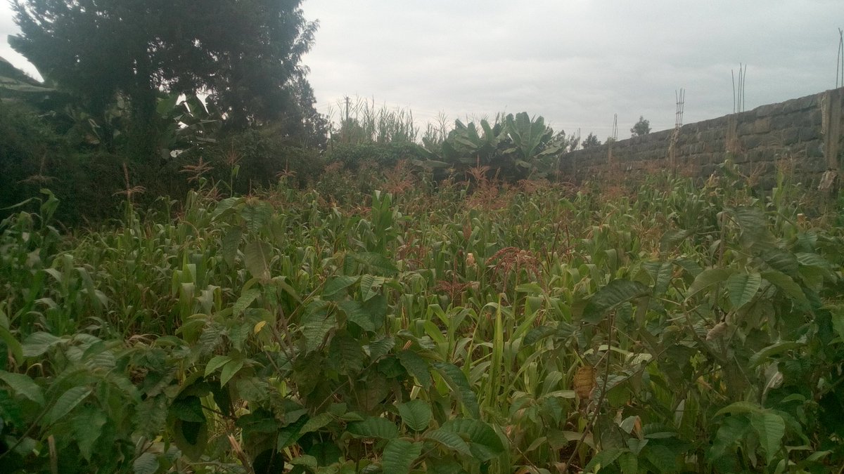 #plotforsale #forsale 40 by 100 sq ft Kawaida area Kiambu county residential area at Ksh 1.8 million call 0733643045