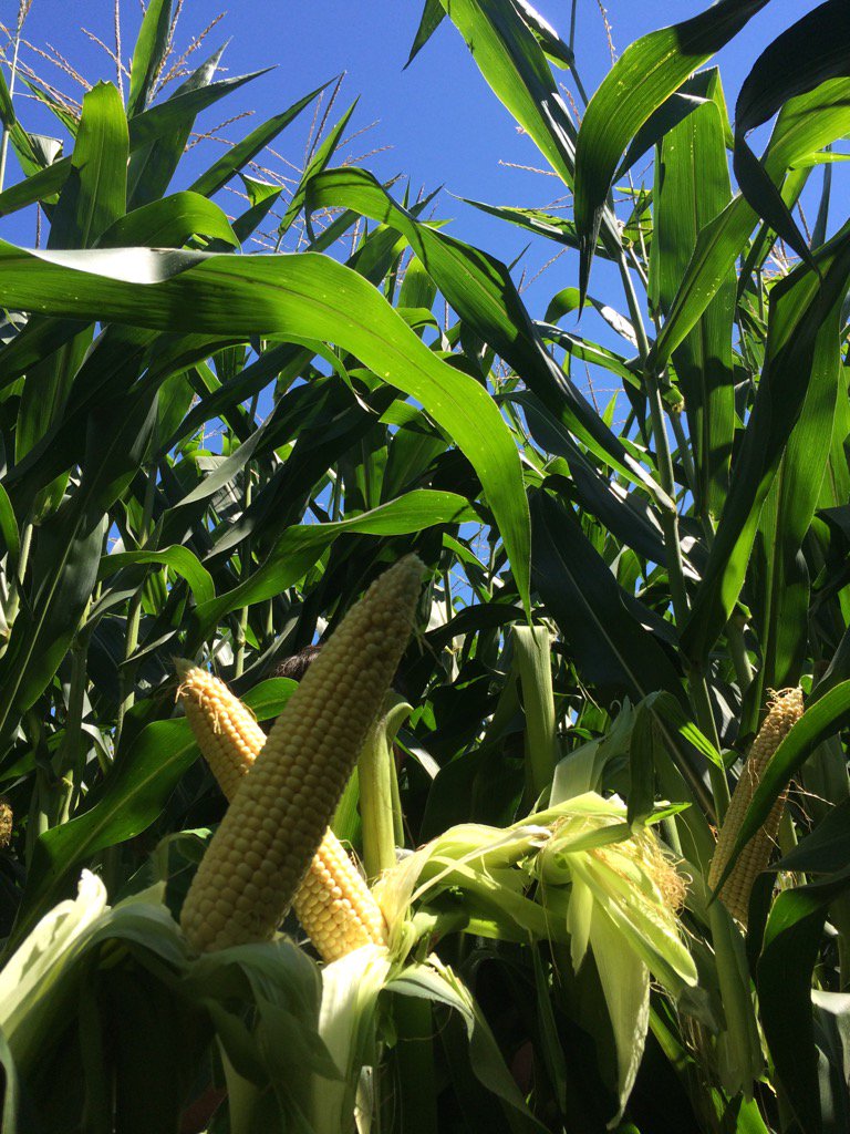 PioneerSeeds's tweet photo. RT @SantoChad #P0506AM looking great even in major drought zones #aquamax https://t.co/yCzrlN6KQu https://t.co/dsQWRhF5fl