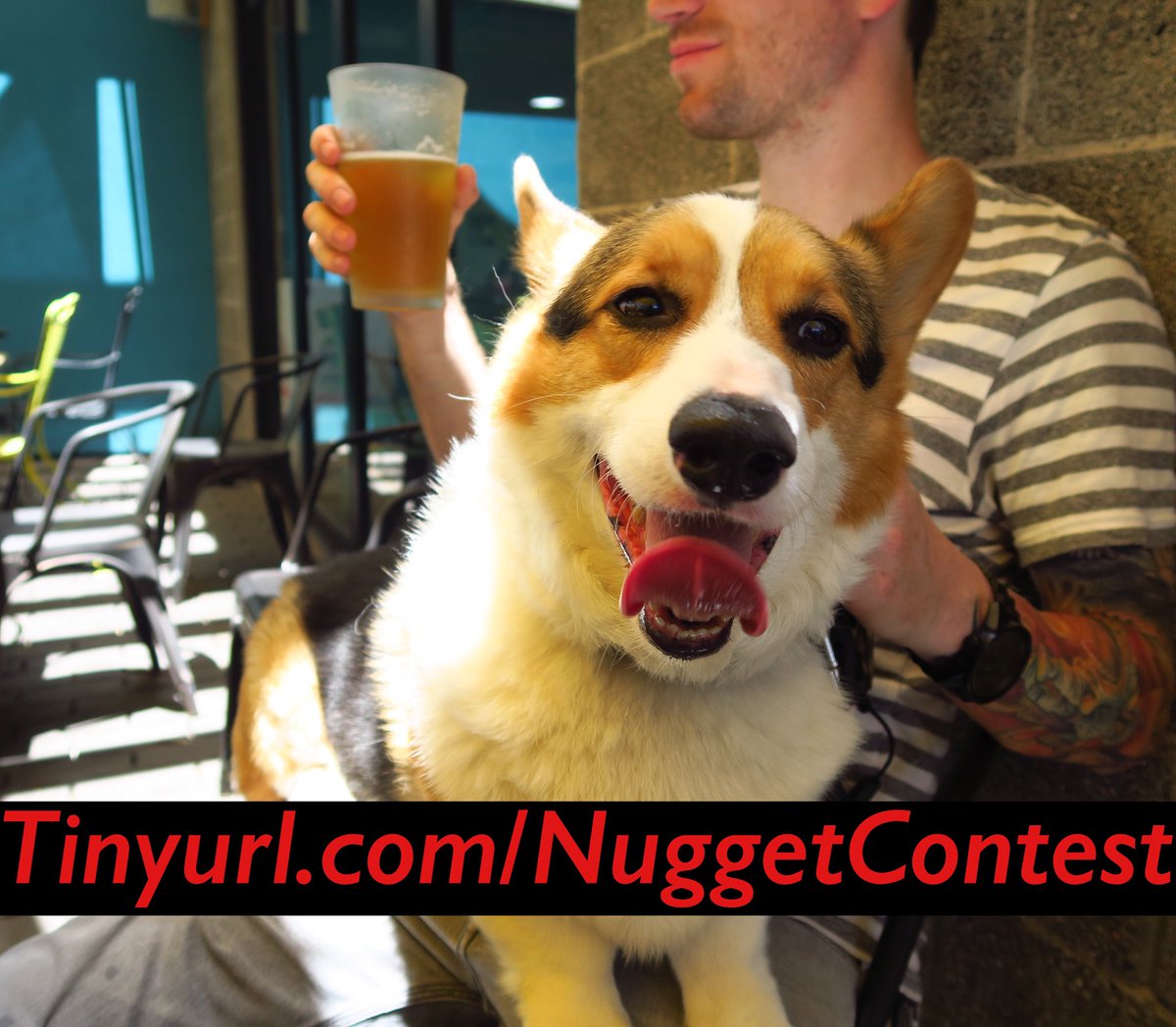 NuggetTheCorgi's tweet photo. Baroooooo! Head over to https://t.co/5FezxplKYv and help me in a local AZ dog contest! #CorgiCrew https://t.co/USQWFfFsCp