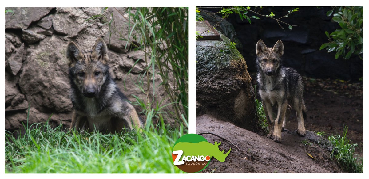 zacangoedomex's tweet photo. Por primera vez en la historia del @zoozacango se logró el nacimiento de una pareja de LOBO MEXICANO. https://t.co/iAte9HRwIG