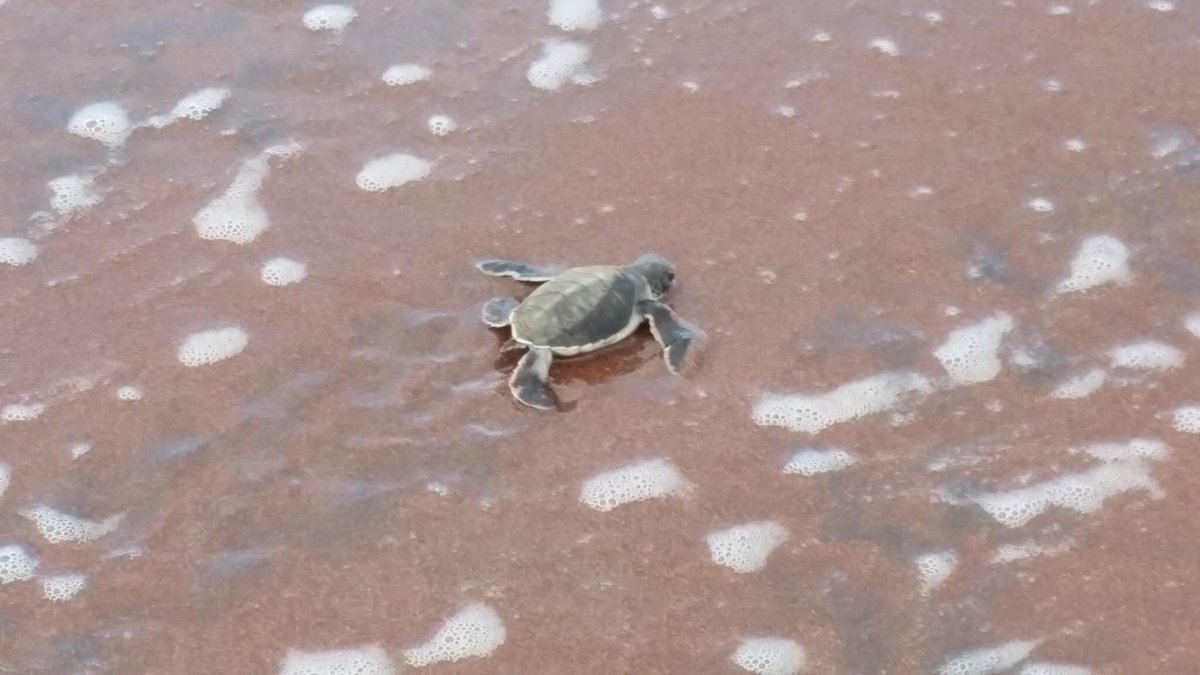 ChildrenOfChoba's tweet photo. Class 7 had some evening entertainment on Sunday whilst boarding with us for their National Exams! #turtleshatching https://t.co/pLXhZPWIBx