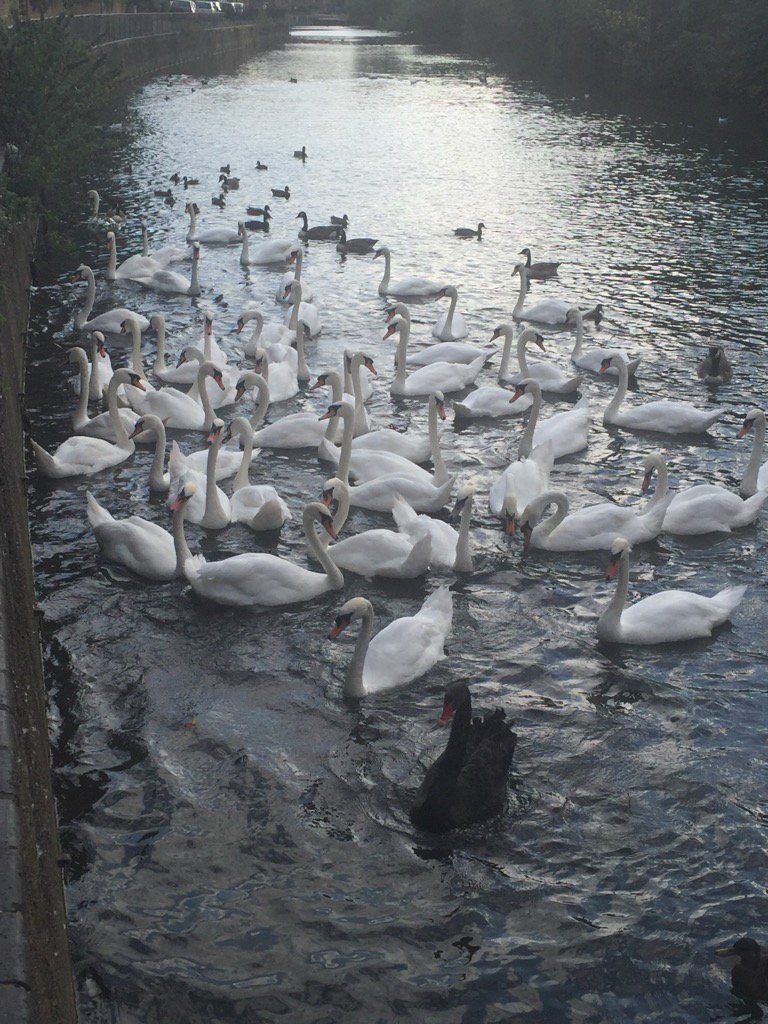 lappinscott's tweet photo. Fab view along the #ThamesFootpath with the occasional #BlackSwan Lovely evening https://t.co/kktlFdZKnj