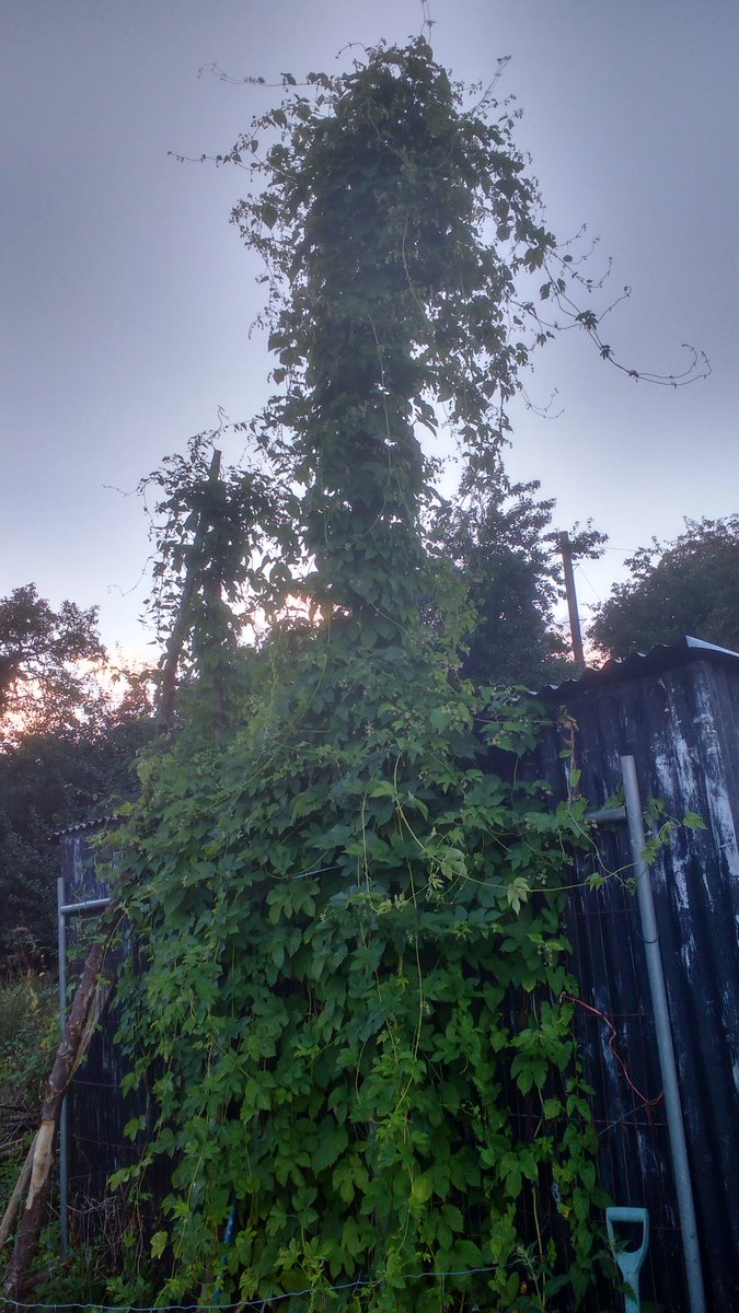 Dodletweet's tweet photo. Hop triffid! @MoldAleHouse @RealAleChester @Brewloe https://t.co/7UjZCb5NJA