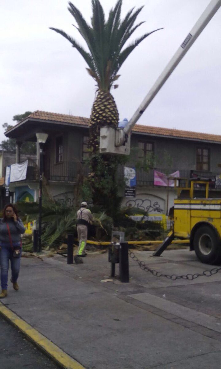IztConRostroM's tweet photo. Poda y tala de palmeras en el kiosco del Pueblo de Santa Maria Aztahuacán, Dtto. XXII, @KarenQuirogaA https://t.co/jplNPLU0bW