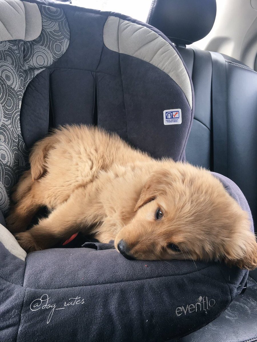 This is Belle. She's a Butterflop Hufflepoof. Rarer than most. Having trouble with car seat. 10/10 perturbed af