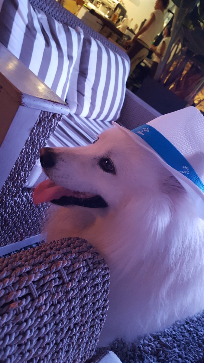 andresllompart's tweet photo. De fiesta con mi fiel compañero Dan en @mg_corner #HavanaNights #MGcorner #PalmaBeach #lifestyle #dog #samoyedo #pet https://t.co/0FEioPtWOi