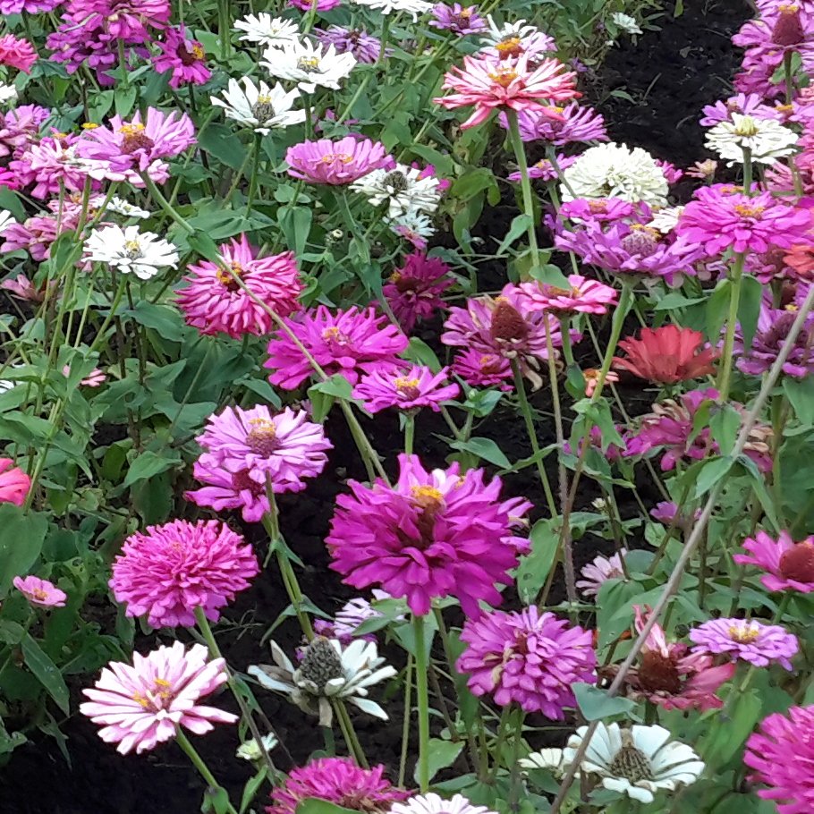 BloemBox's tweet photo. A unique #flower that likes the heat is the Cactus Zinnia. #GreenGifts #GiftsThatGrow #Garden #Blooms https://t.co/52vbGQz13K