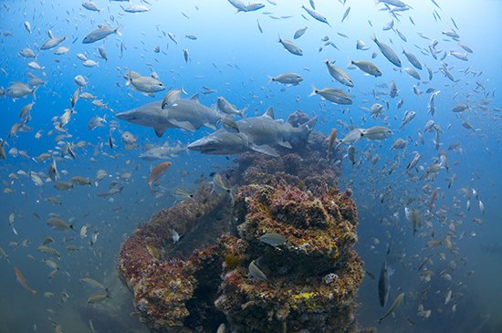 MonitorNMS's tweet photo. Be sure to submit your photos for our #shipwreck photo contest. Deadline is Nov 1 https://t.co/qzok9uOiSC #DiveNC https://t.co/iWFau6hUdP
