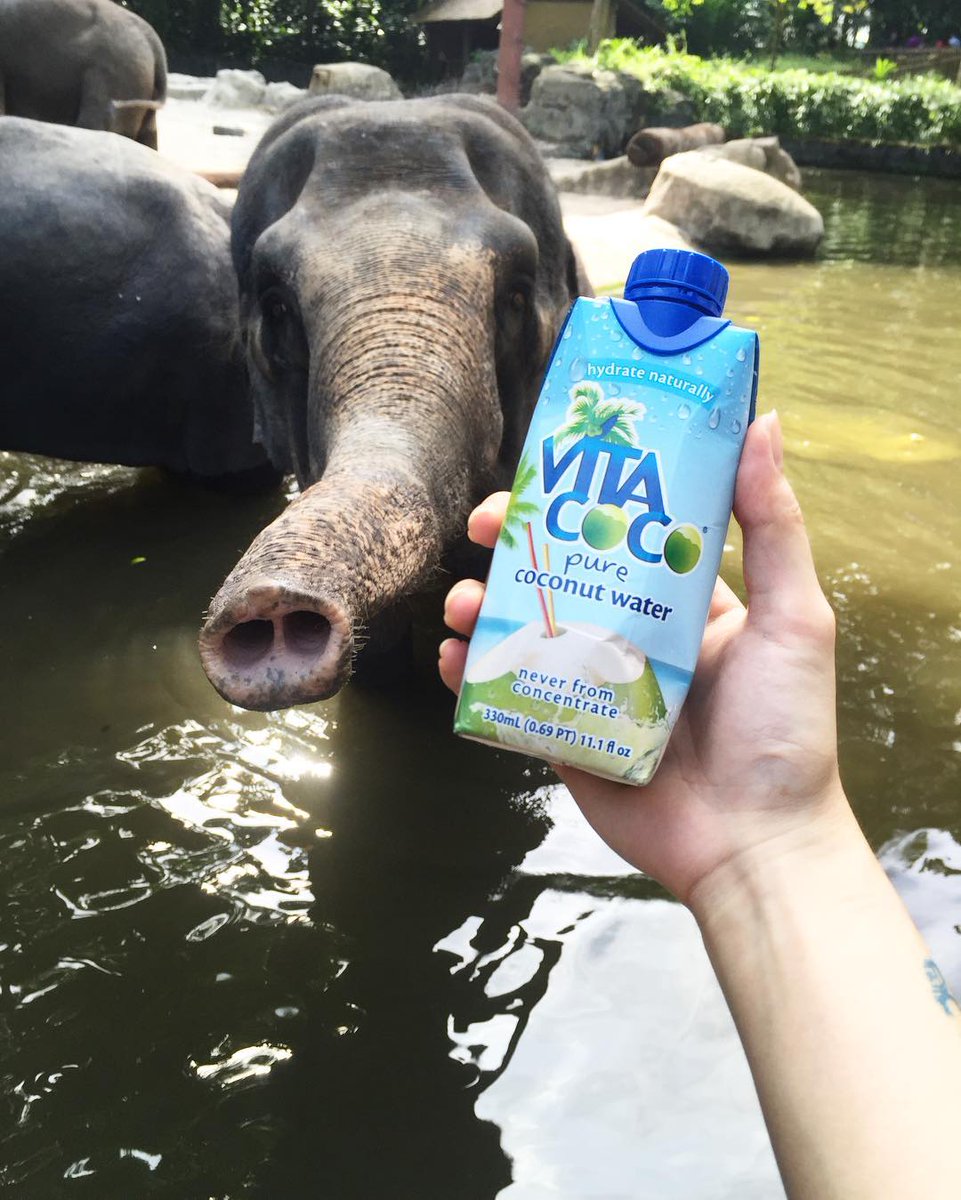 VitaCoco's tweet photo. Absolutely no junk for this trunk. π΄π π·: @amelialyt of IG. #vitacococrew https://t.co/tap1o9nWs6