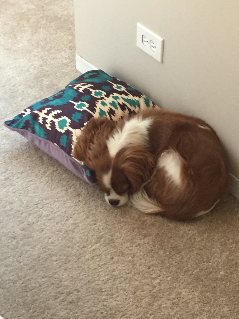 EricaFrank's tweet photo. When you're snug as a bug on a rug, @people! #SnuggleIsReal https://t.co/09zP8KPP4y