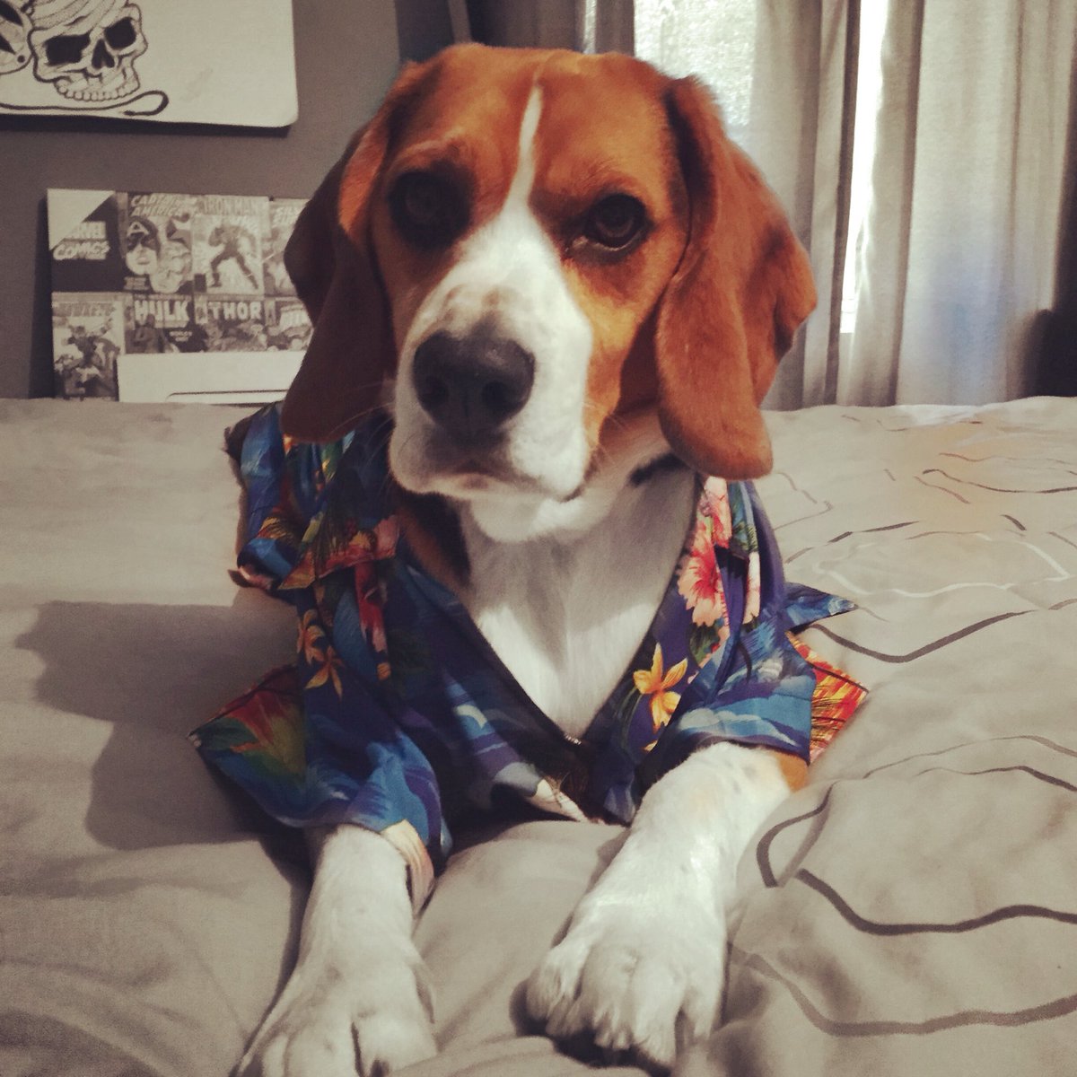 Summers coming get your shirts ready ☀️💐 #beagle #hawaiianshirt #dogsinshirts #scottishsummer #Scodog