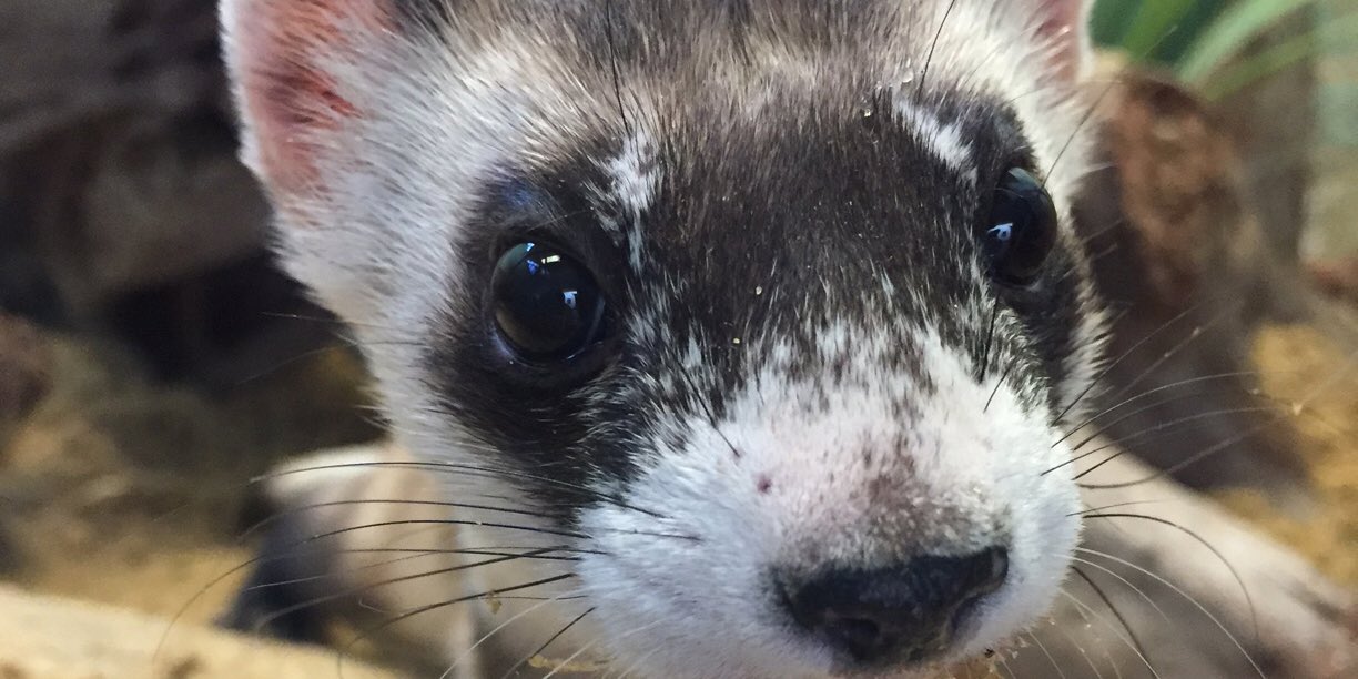 Black eyed cheap ferret