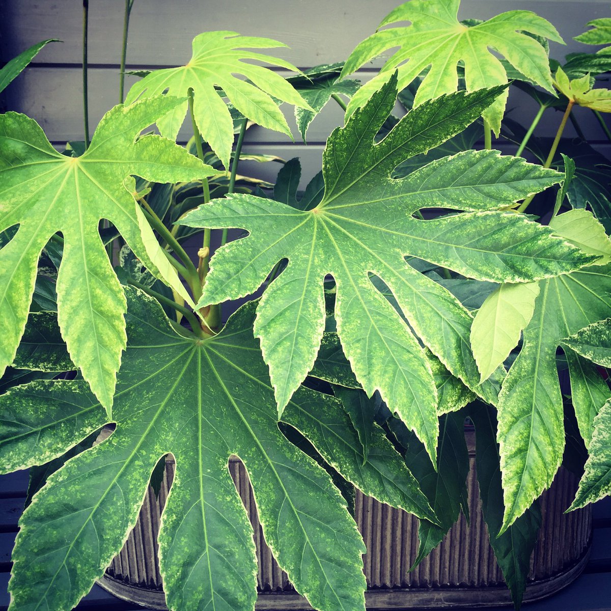 Rubybloomstyle's tweet photo. Fatsia create such a strong visual print, thought it was worth a second shot 🌿🌿#fatsialeaf #foliage #greenery https://t.co/XOBtLnBeXf