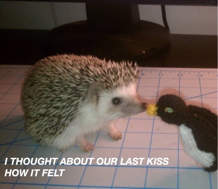 HEDGEHOGLYRICS's tweet photo. amnesia - 5 seconds of summer https://t.co/tNZTVZClwe