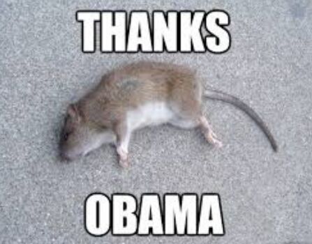 DatRatTatta's tweet image. 