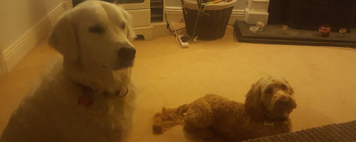 kellympatrick's tweet photo. Dog sitting a cockapoo for 2 weeks. 4 days in and they can finally be in the same room #progress #dogdon'teatdog https://t.co/VCei5NRuUt