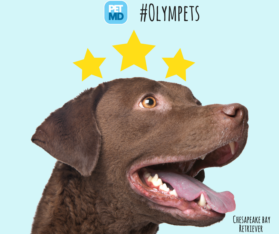 PetMD's tweet photo. The gold medalist in the #Olympets #swimming competition is... the Chesapeake Bay Retriever! https://t.co/QFfy3i5E6f https://t.co/0j8iOccspW