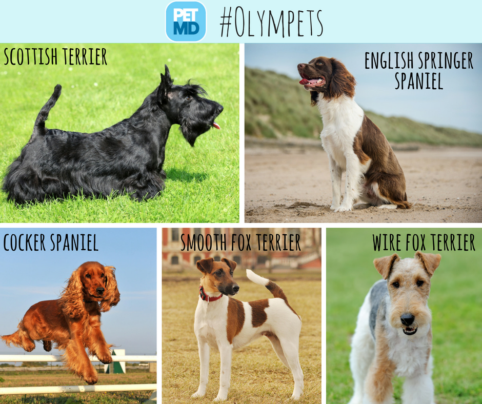 PetMD's tweet photo. The 2016 #Olympets continues with #gymnastics! Which breed do you think will triumph? https://t.co/d9dFIj2HCi