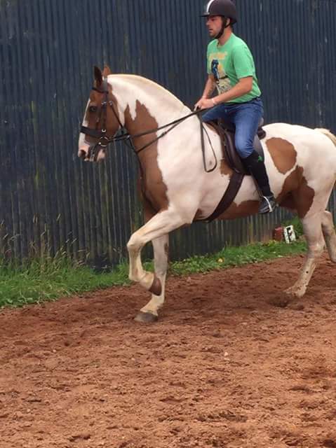MurphysMagic8's tweet image. Murphy with his hair cut  😍