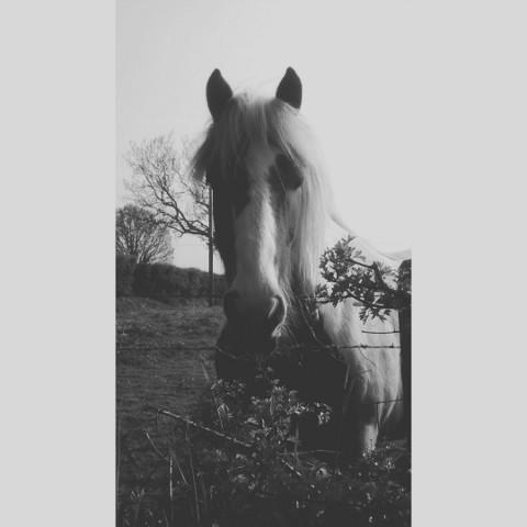 MurphysMagic8's tweet image. Murphy with his hair cut  😍