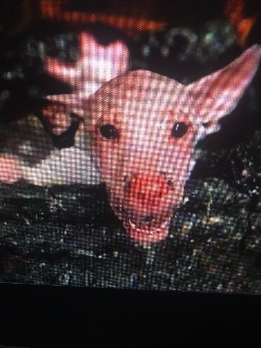 Kaybee100000's tweet photo. #RioOlympics2016 #KiBoBae brings shame to her country w/her support of cruelty 2animals! @kibobae_b here is ur soup https://t.co/WWS86KAfWH