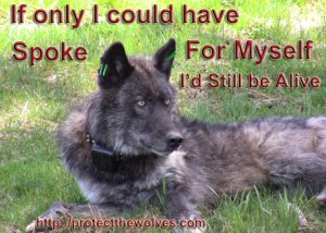 Protect The Wolves™ tweet media